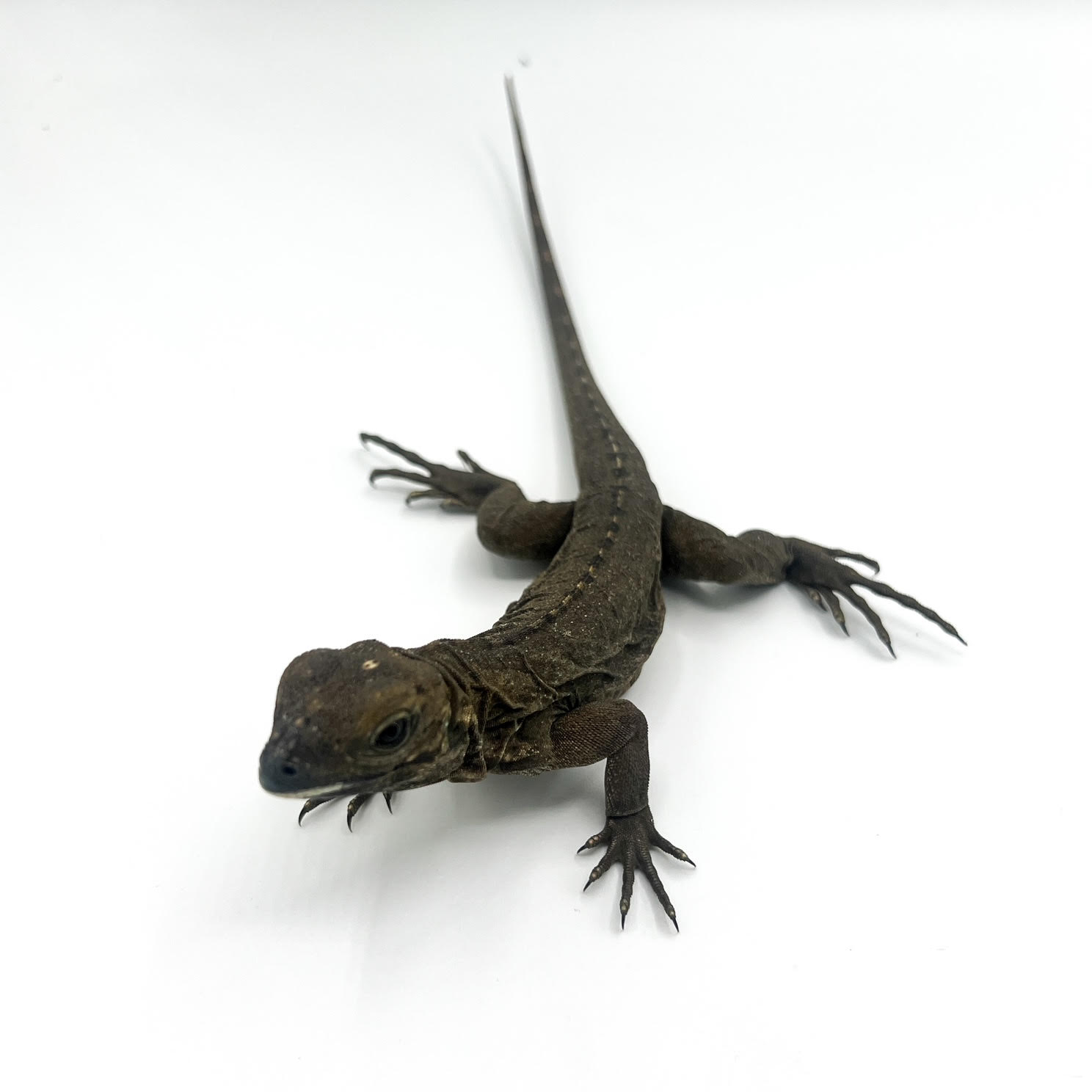 Ground Iguanas