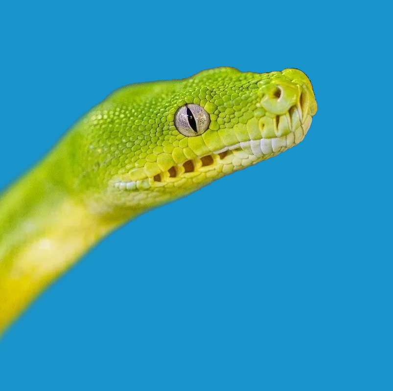 Green Tree Pythons