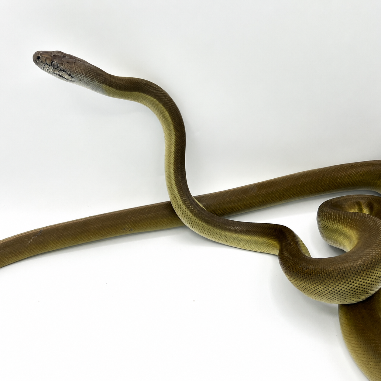olive.png