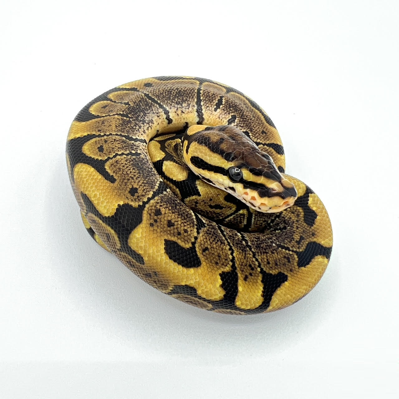 woma ball.png