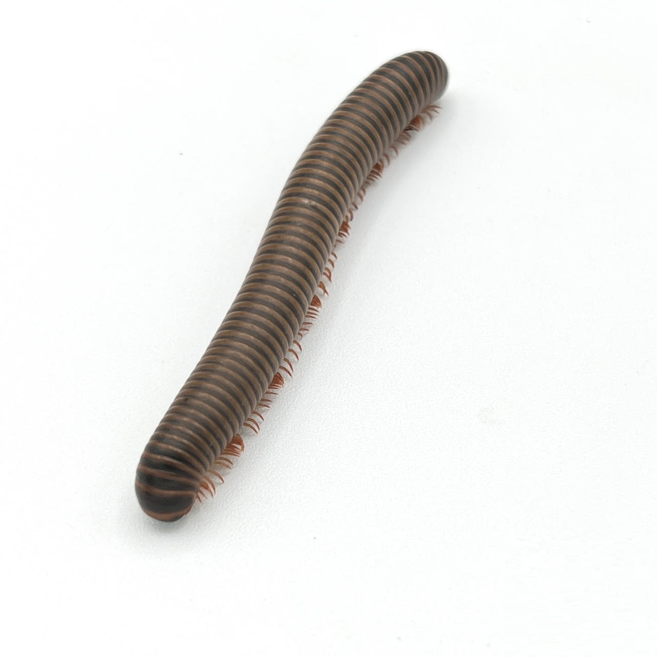 ameri giant.png