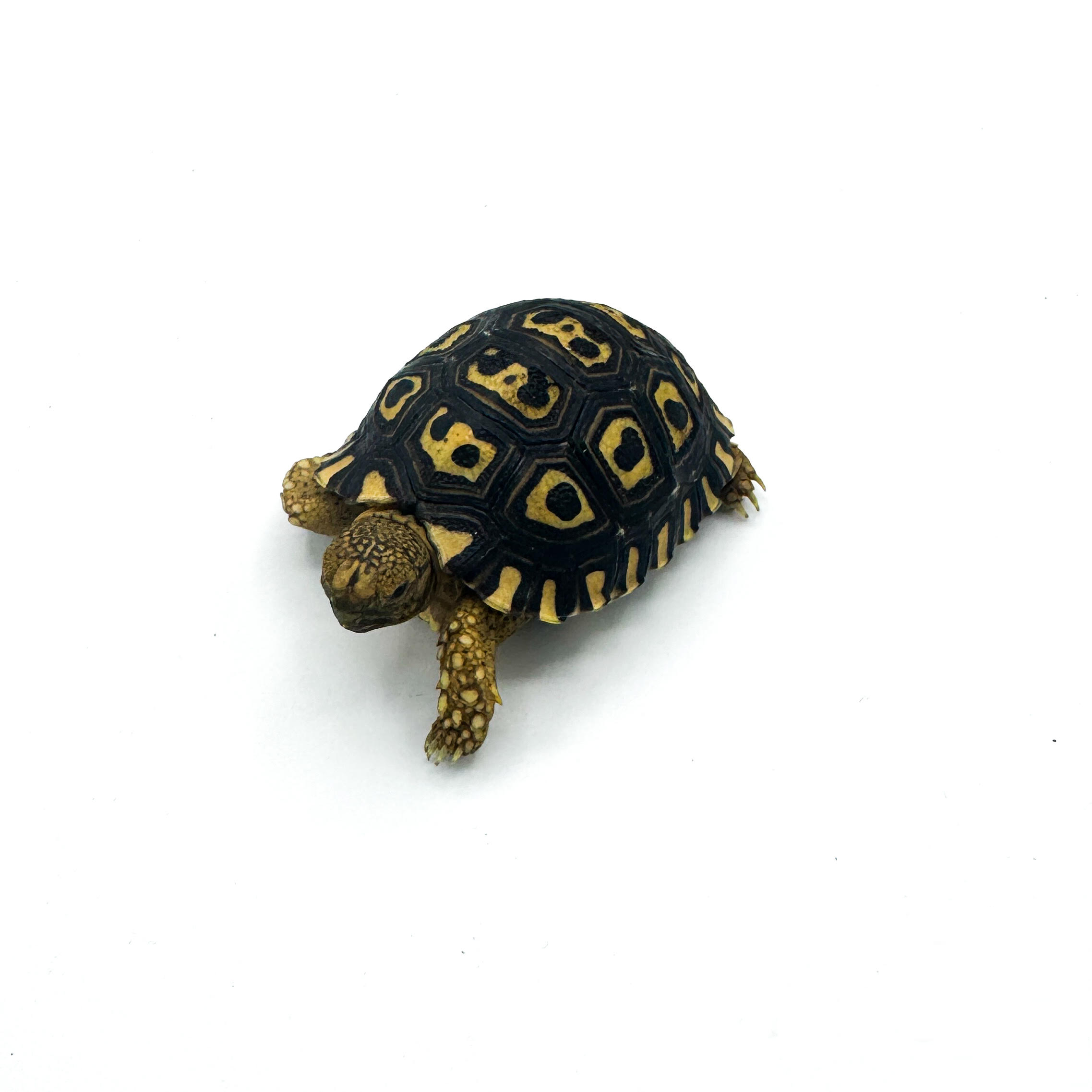 Leopard Tortoises