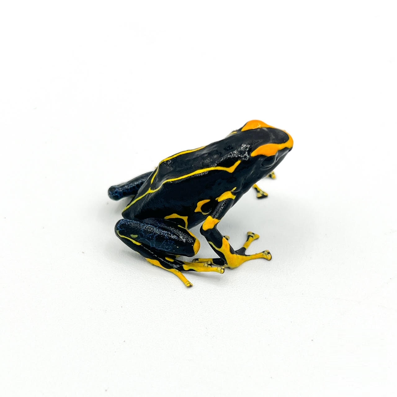 Dart Frogs