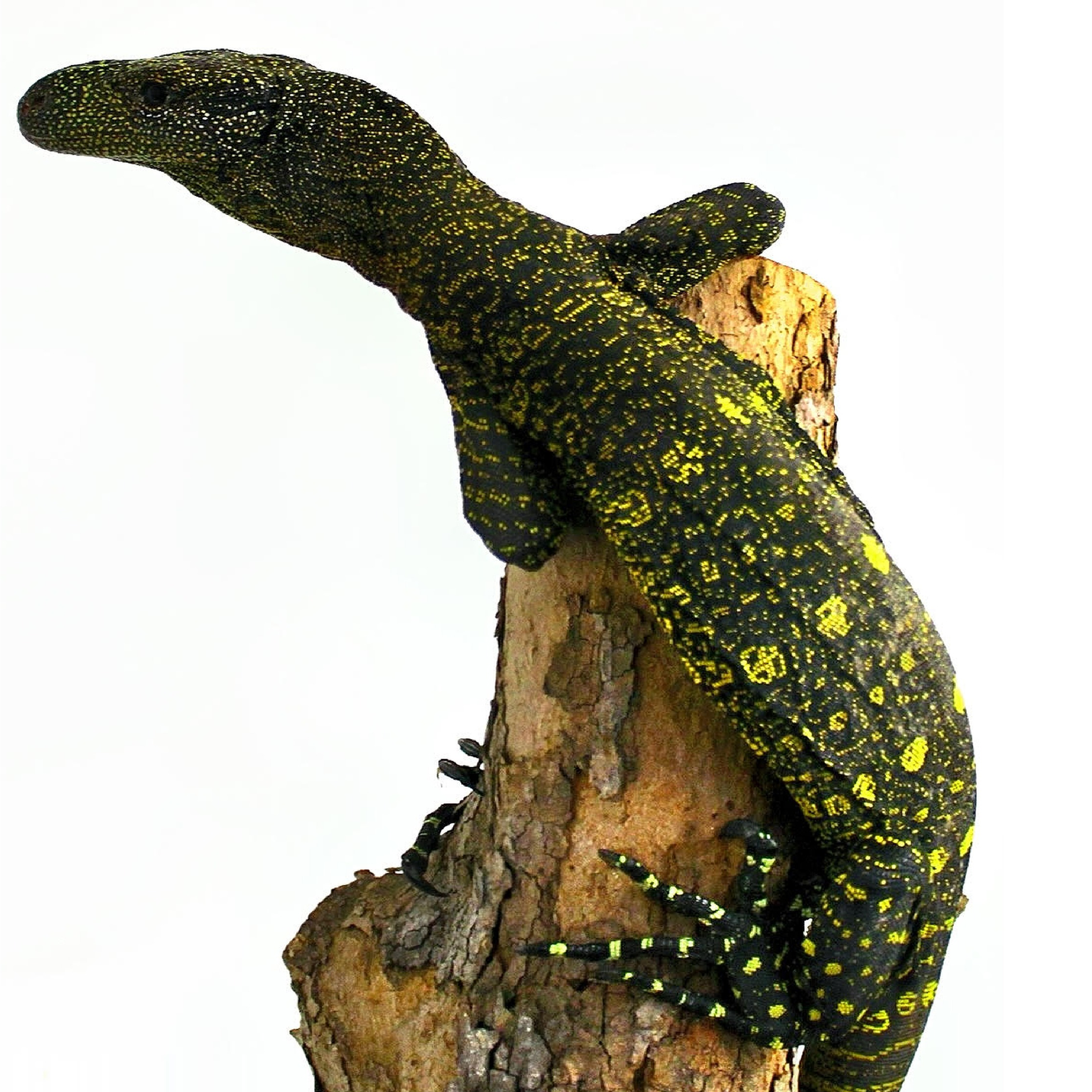 croc.png