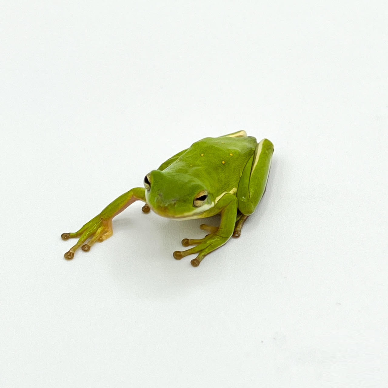 green.png
