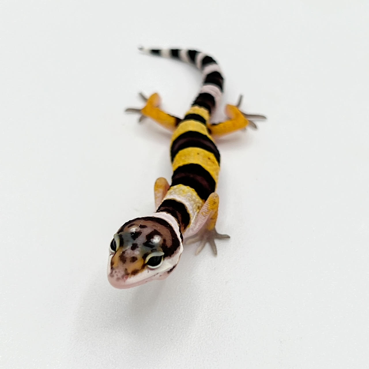 Leopard Geckos