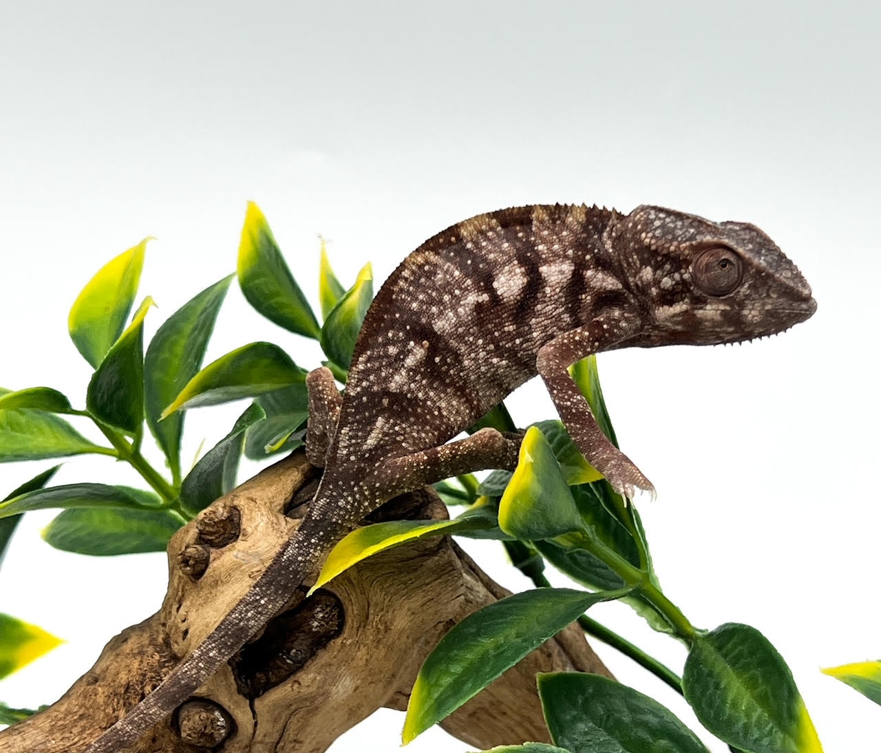 Panther Chameleons