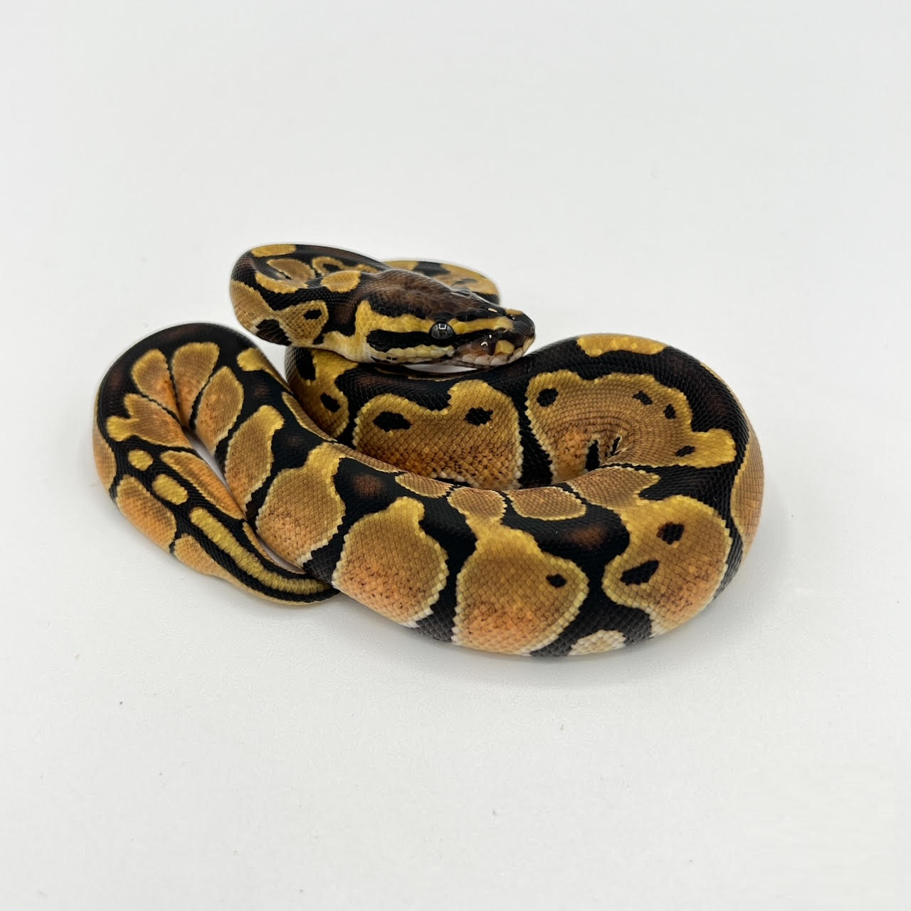 ball enchi.png