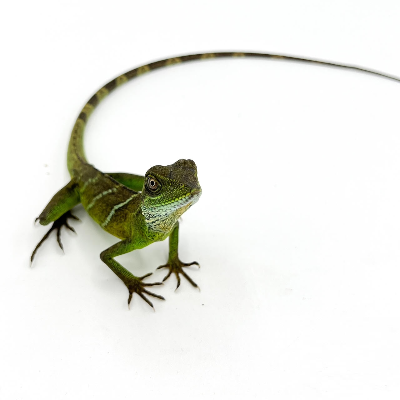 Water Dragons