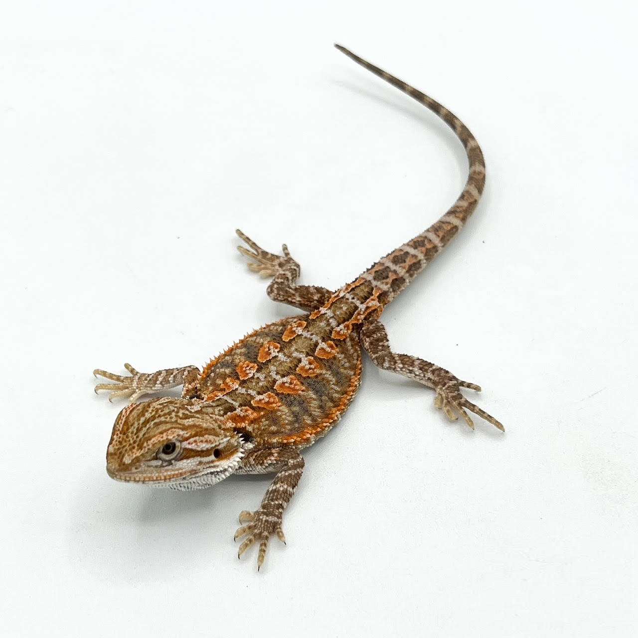 Bearded Dragons