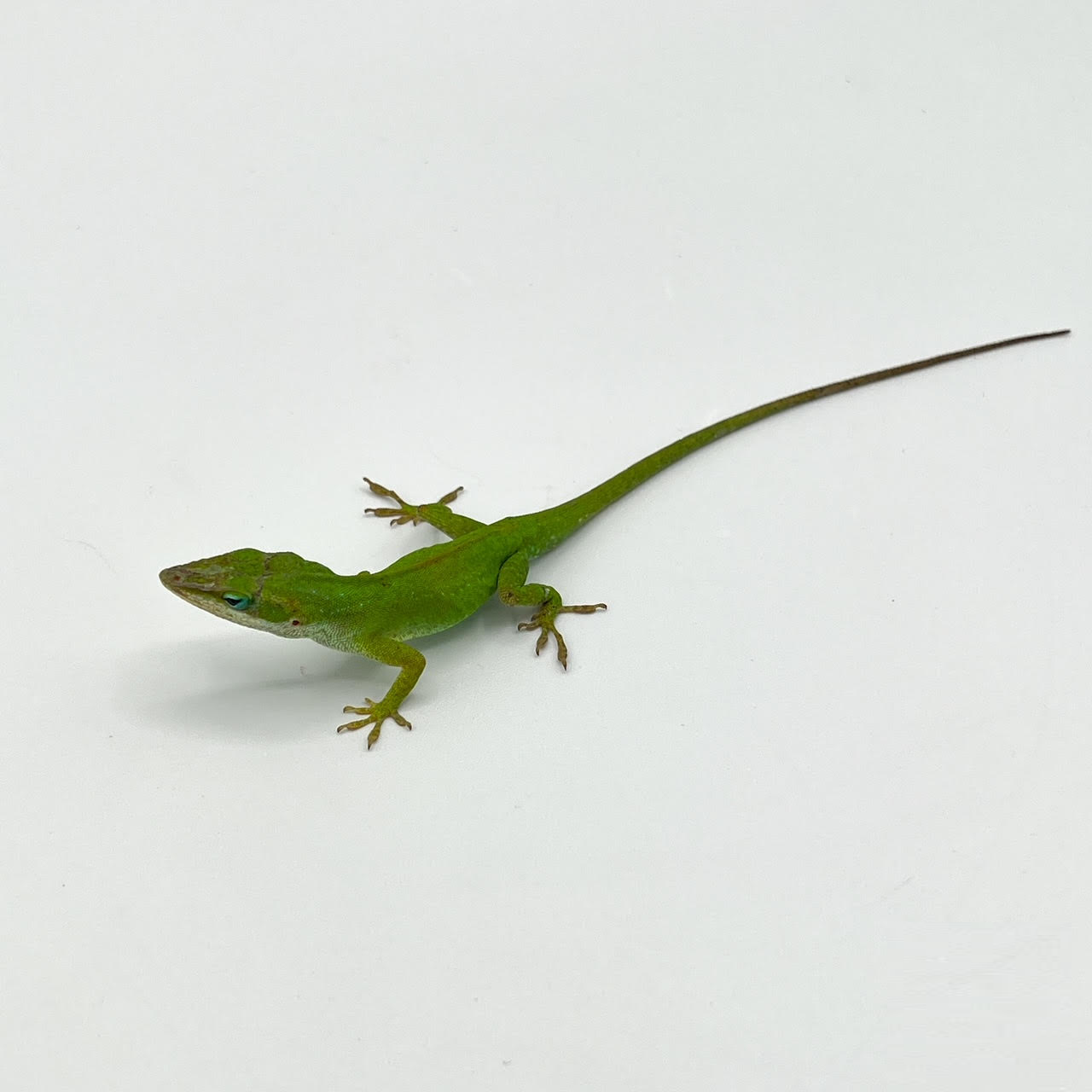 Small Anoles