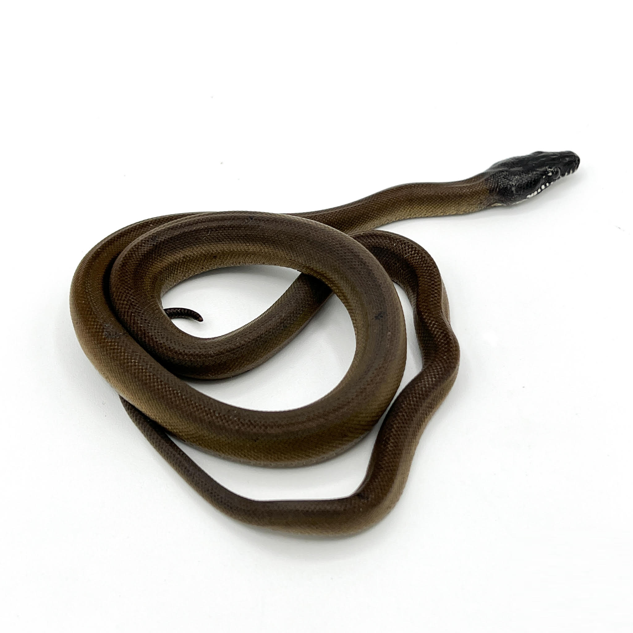 Other Pythons