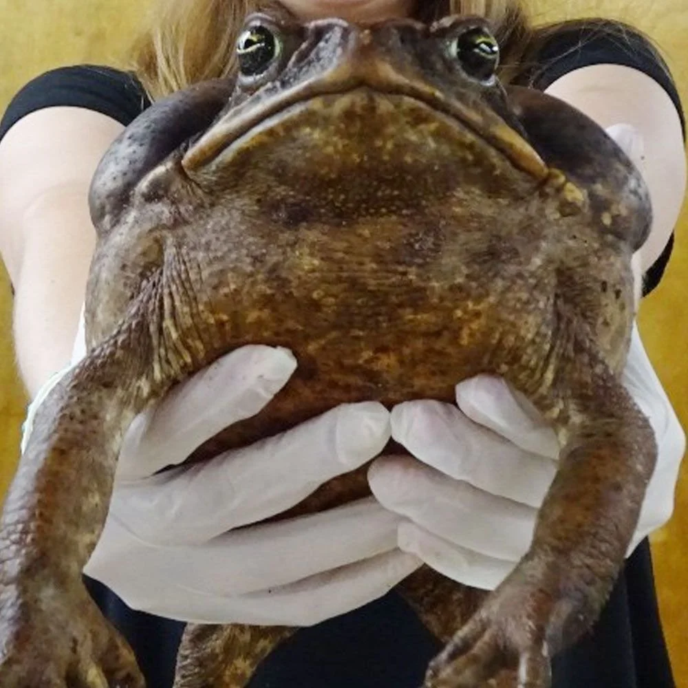 Giant-Marine-Toad-n-Nicky_000_lg.jpg