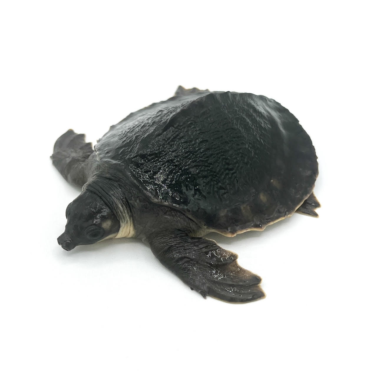 Fly River Turtles