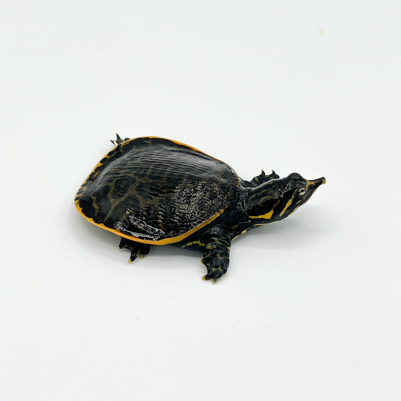 Florida Softshell Turtles
