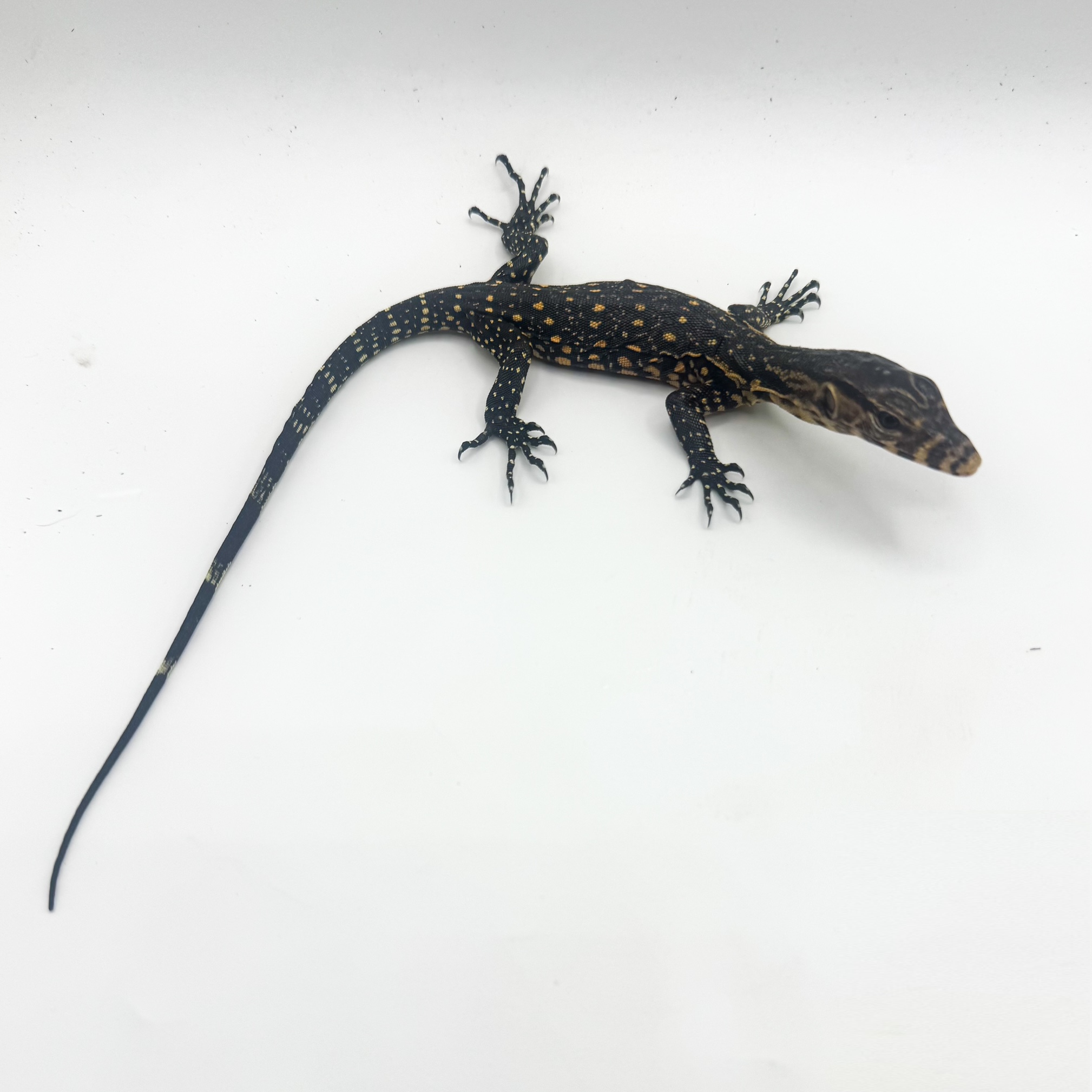 Asian Water Monitor Lizards