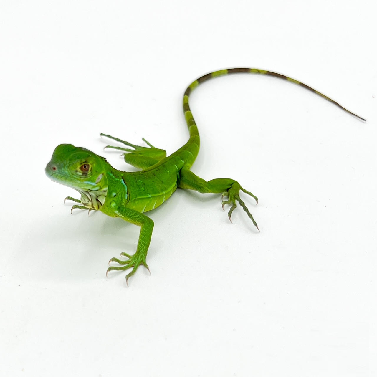 Green Iguanas
