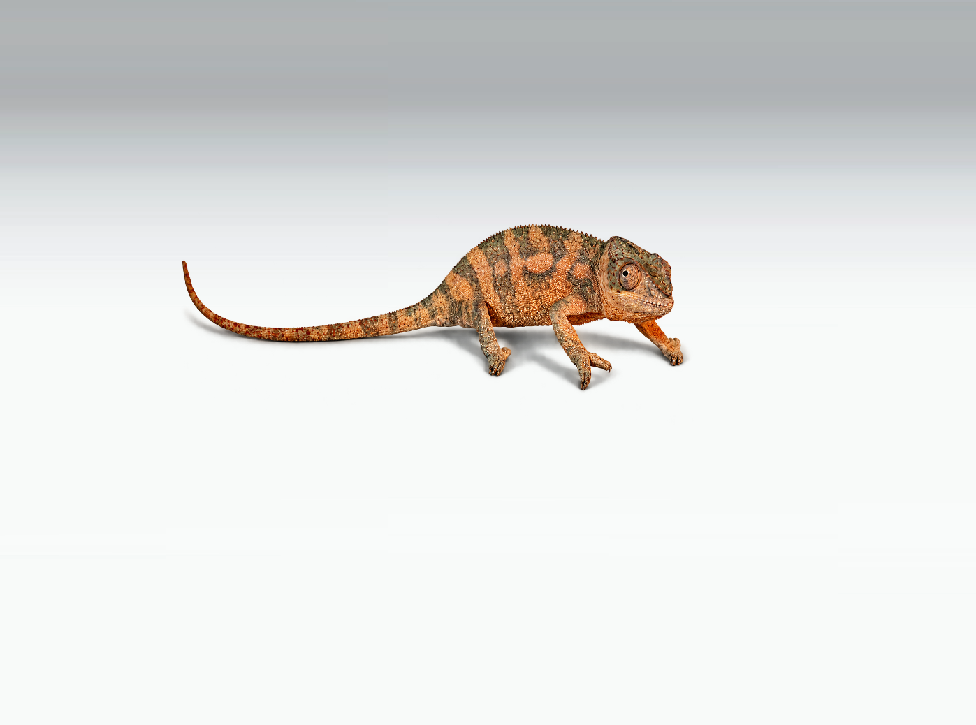 Panther f.png