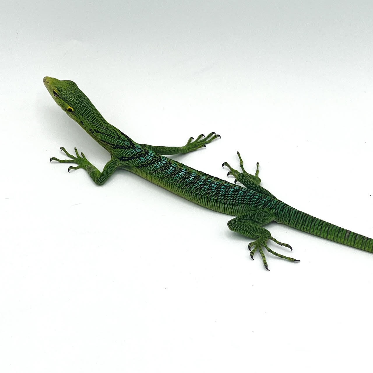 Green Tree Adult.png