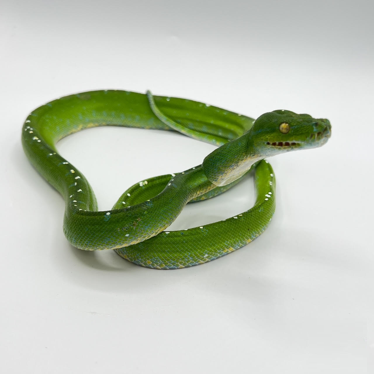 gtp.png
