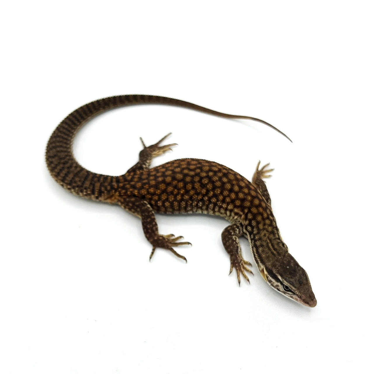 yellow ackie.png