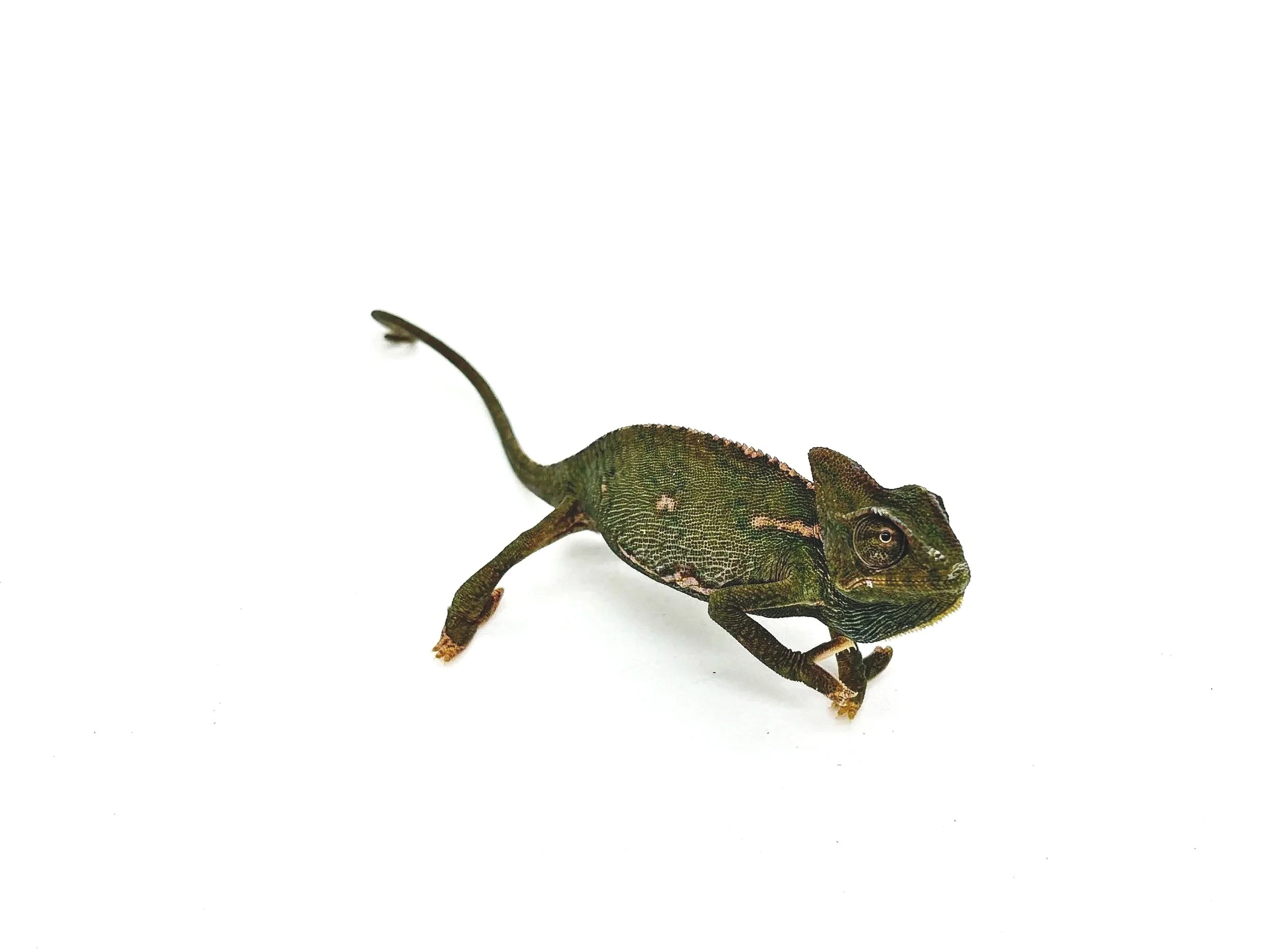 Veiled Chameleons