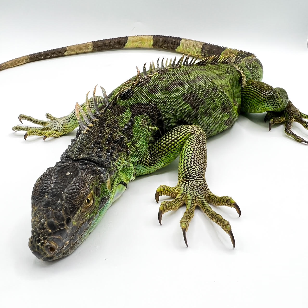 iguana sub.png