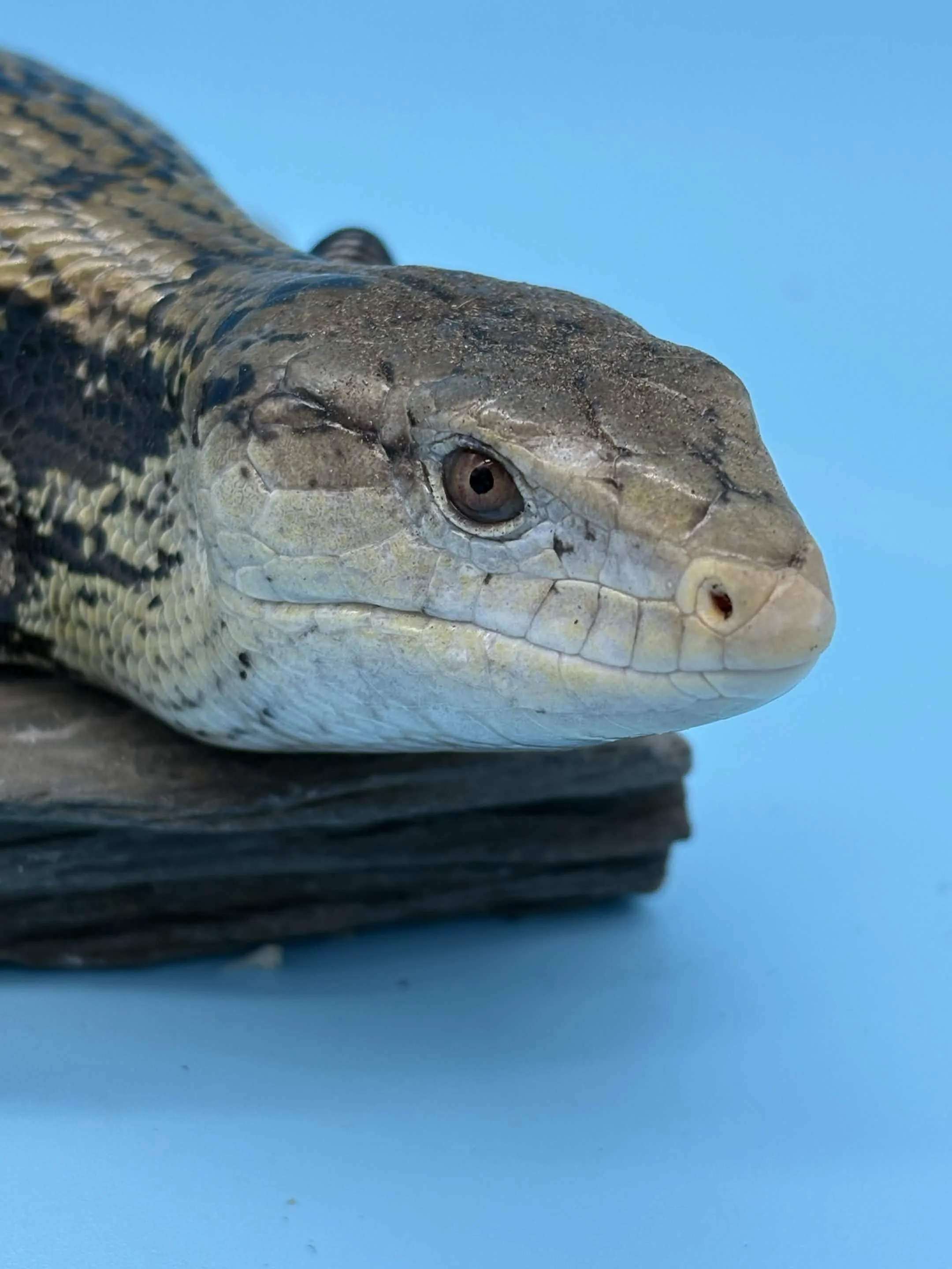 Blue-Tongued Skinks