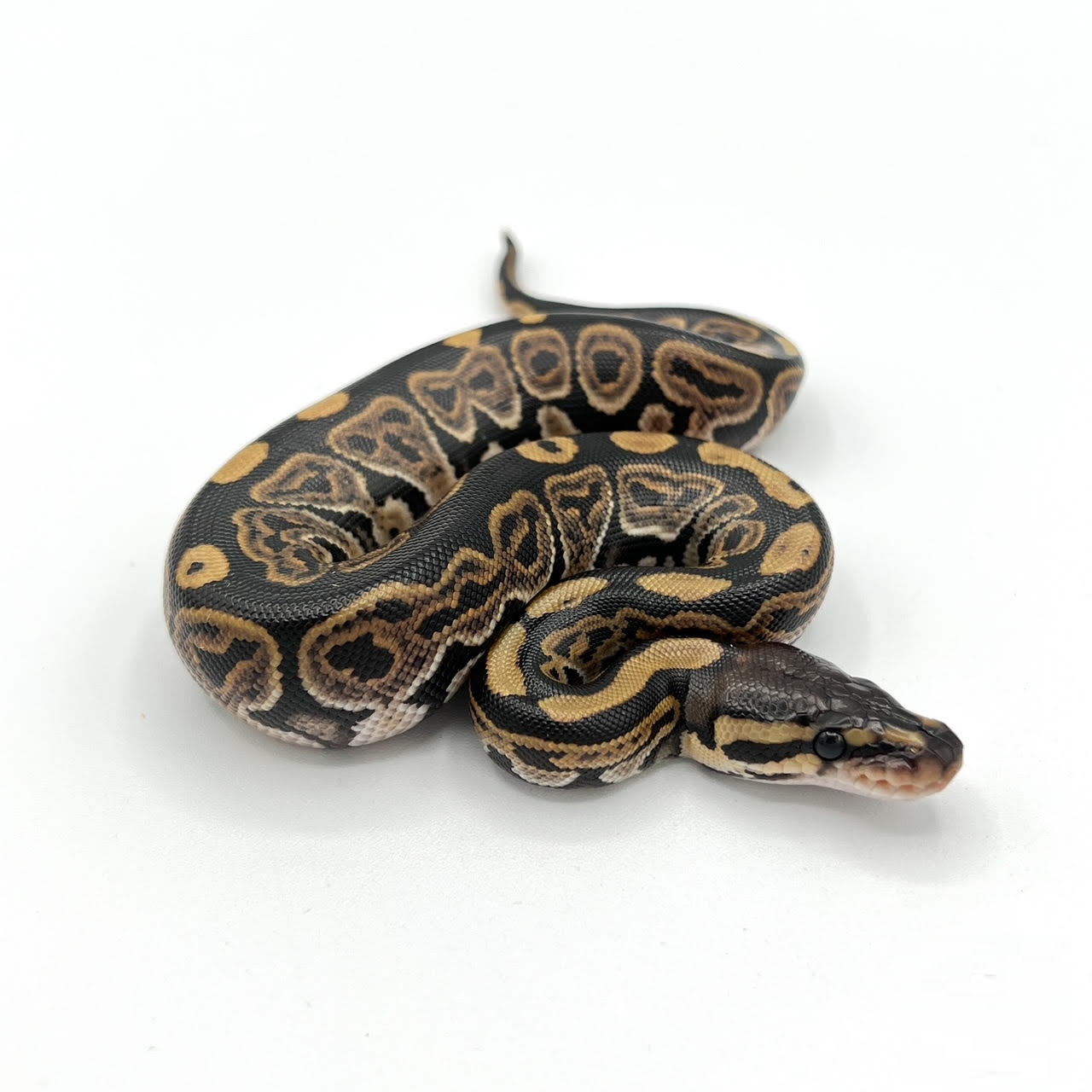 Ball Pythons