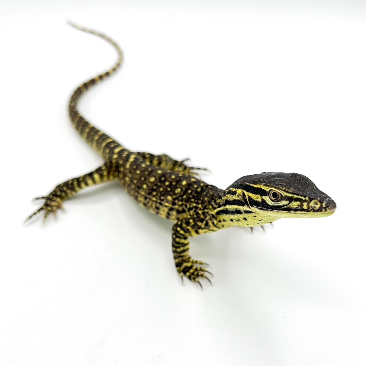 Other Monitor Lizards