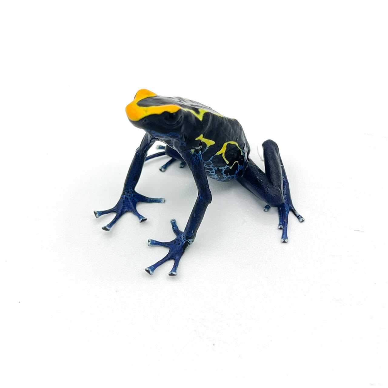 Dart Frogs