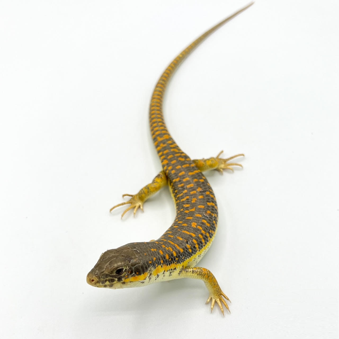 Other Skinks