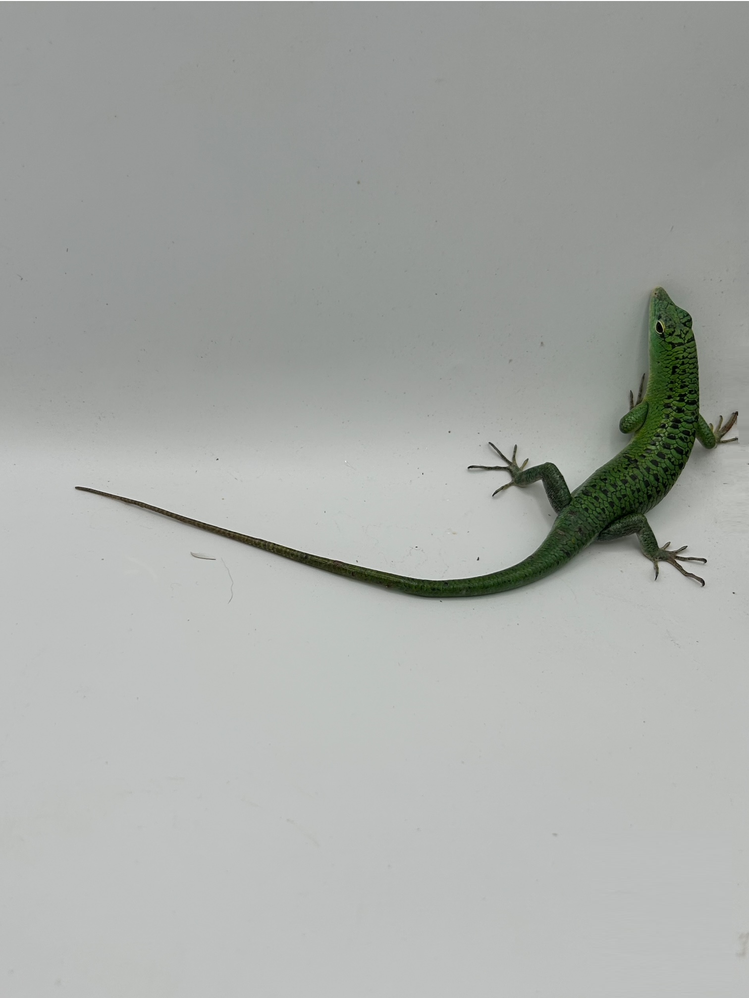 tree skink.png
