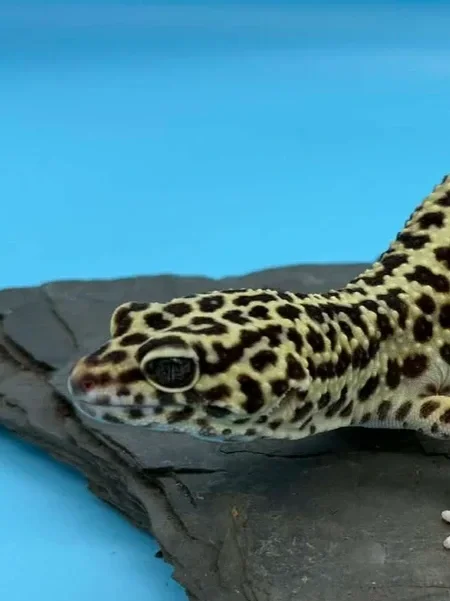 Leopard Geckos