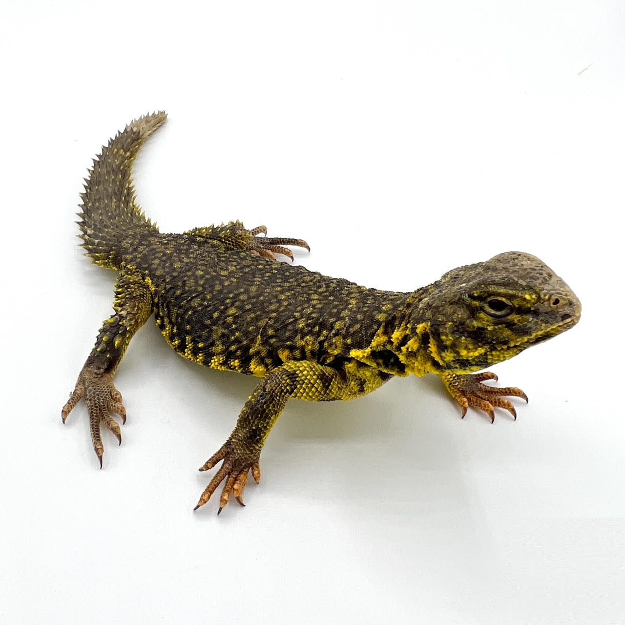 Yellow uro baby.png