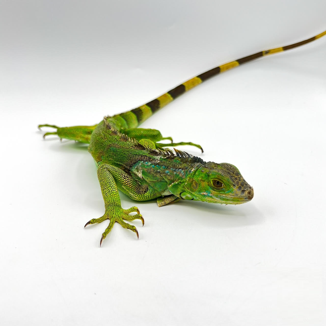 iguana juv.png