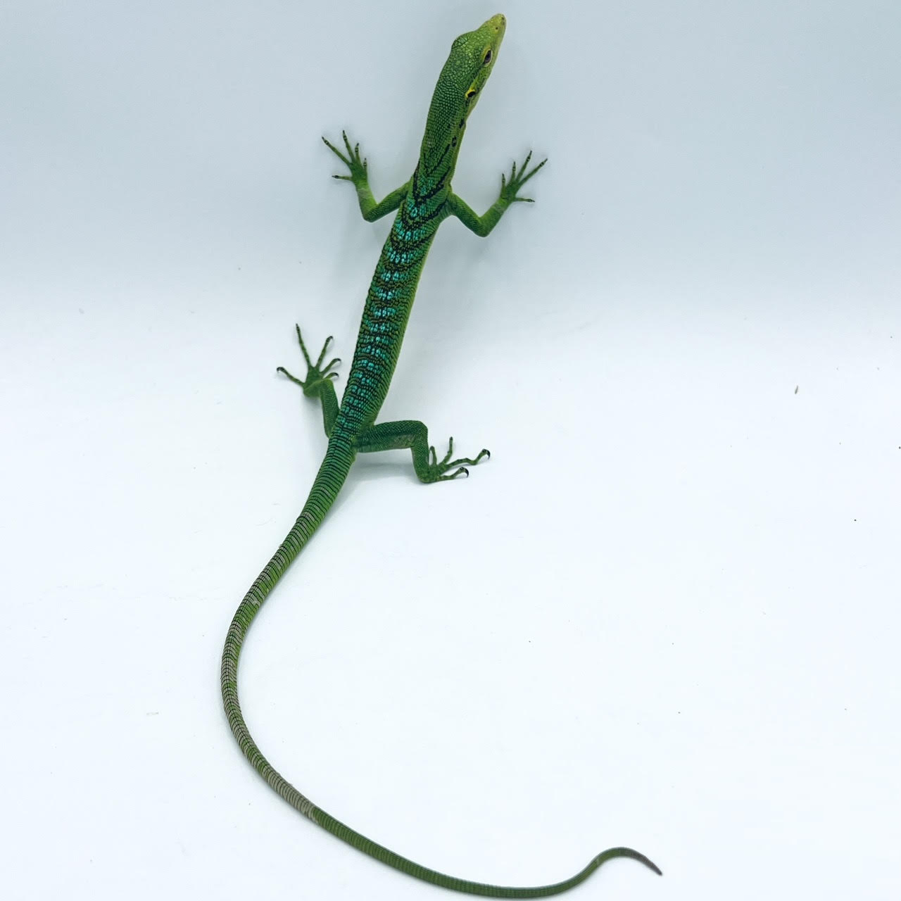 Green Tree Baby.png