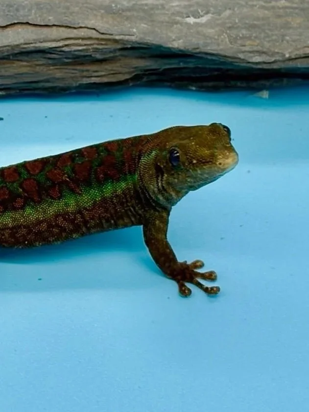 Giant Day Geckos
