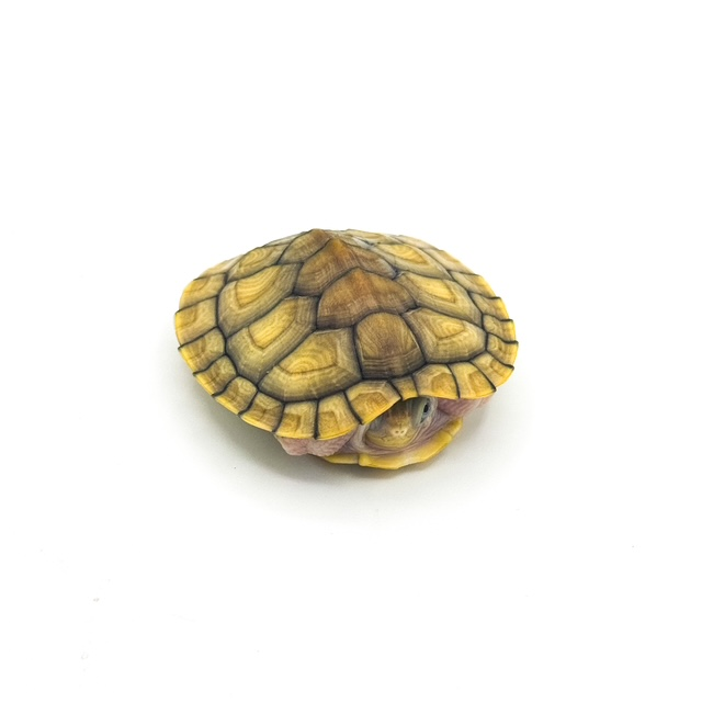 hybino.png