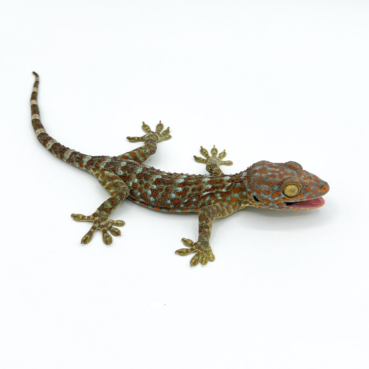 Tokay Geckos