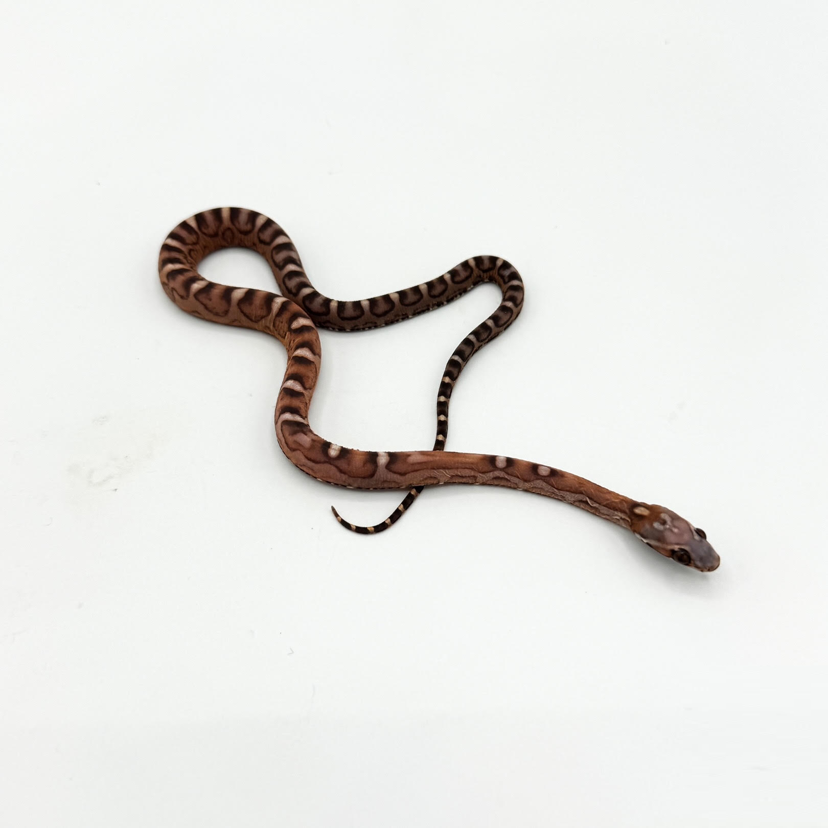 scaleless corn.png