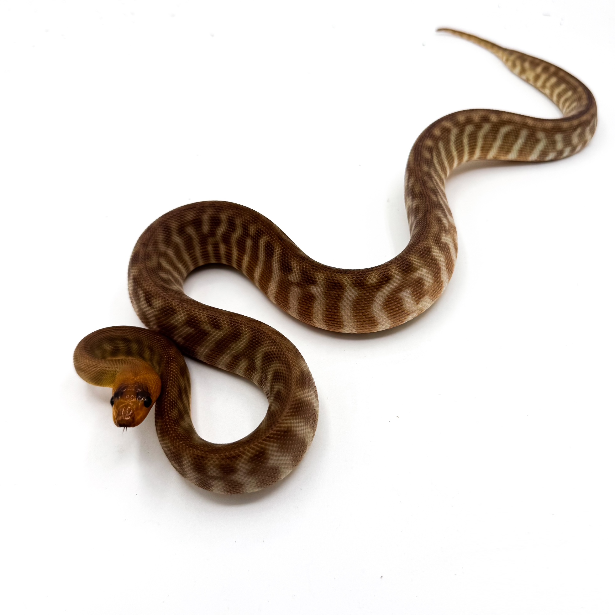 woma.png