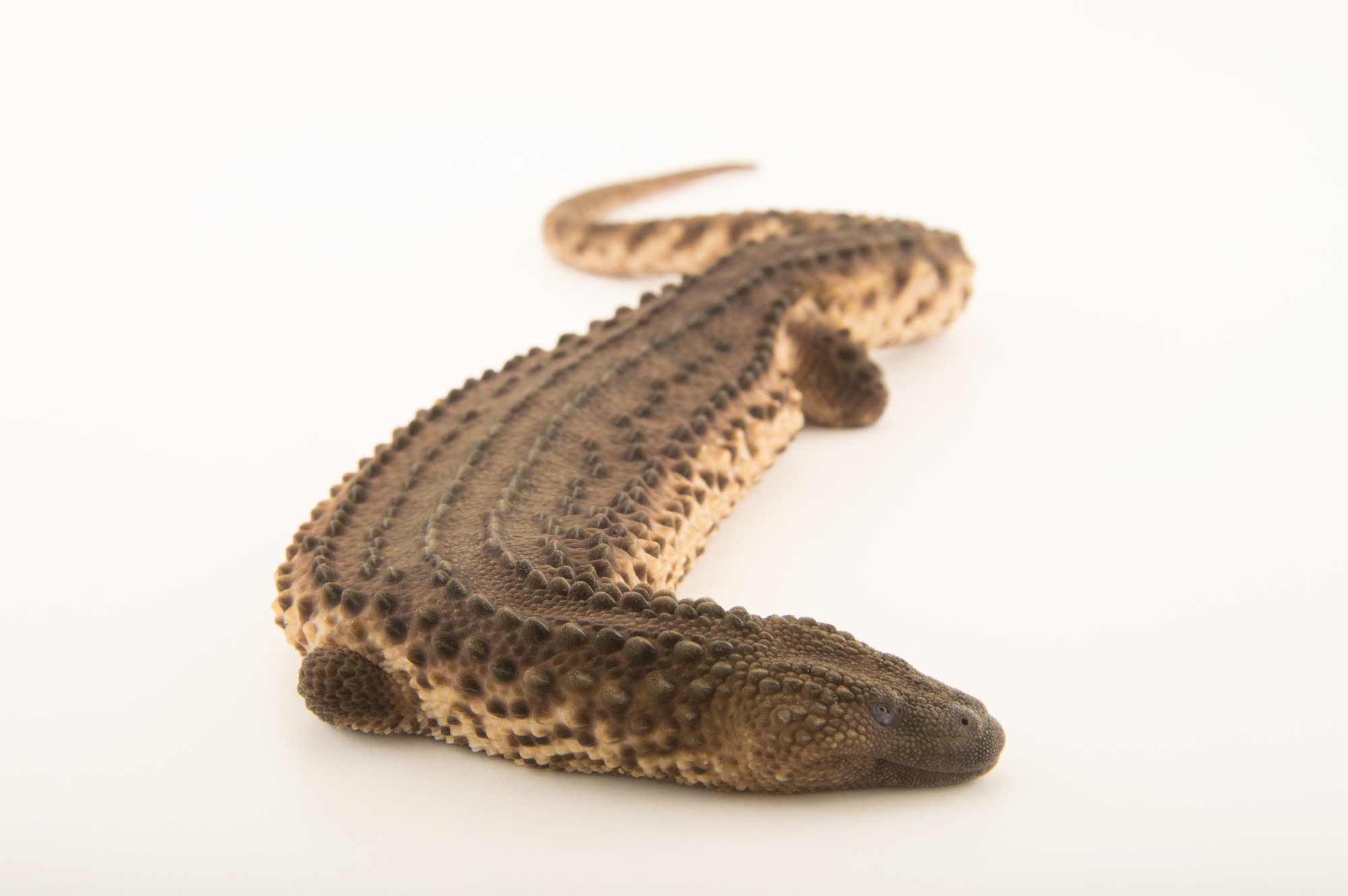 Earless.png