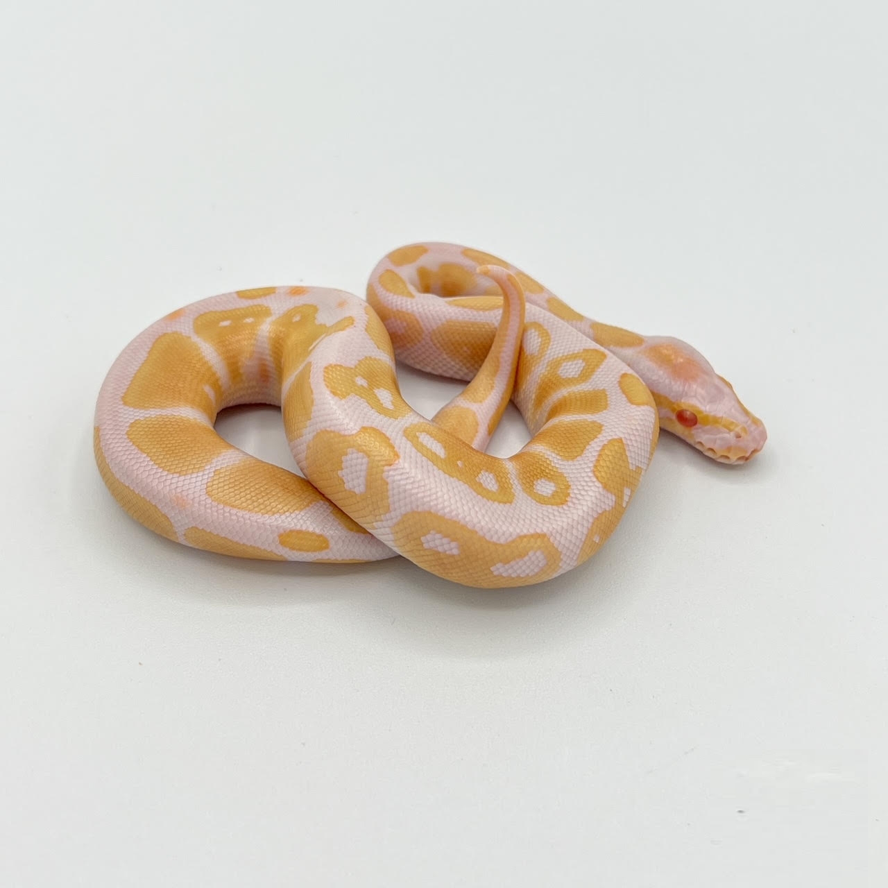 ball albino.png