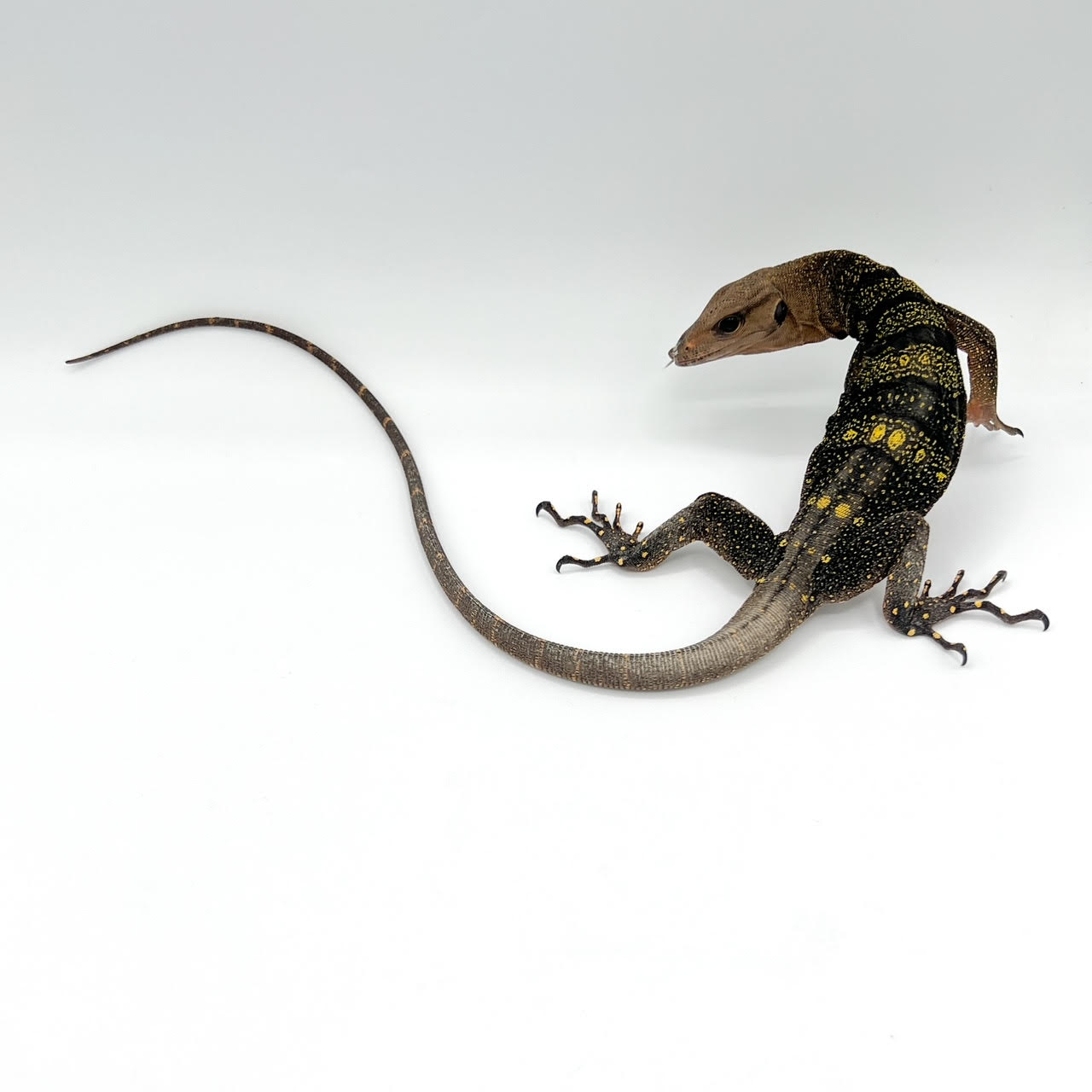 Spiny M.png