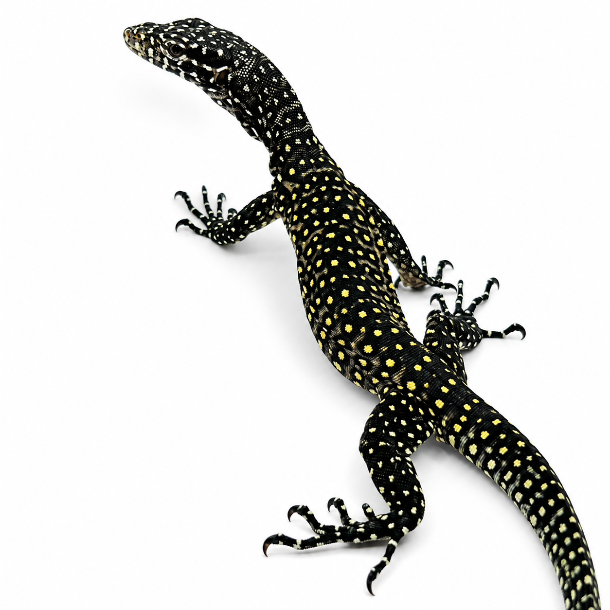 Blue tail monitor.png