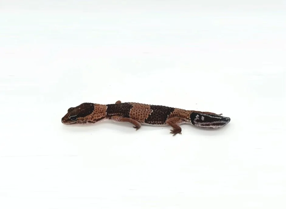 African Fat-Tailed Geckos