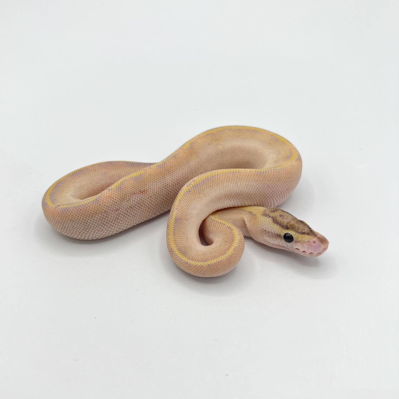 ivory ball.png