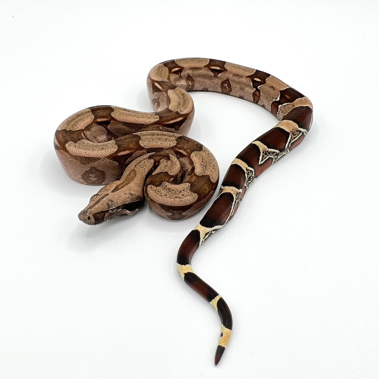 suriname boa bb.png