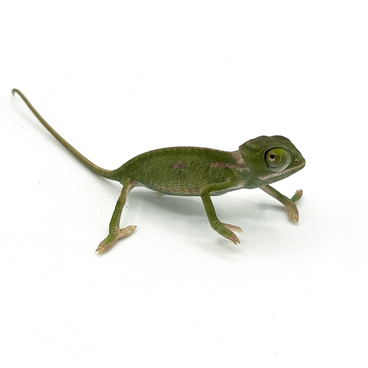Vieled Chameleon baby.png